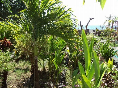 Kadek Homestay Amed image 17