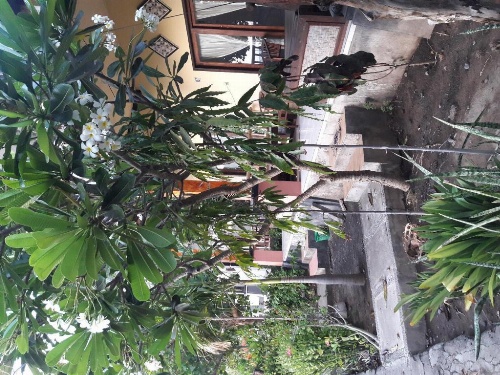 Kadek Homestay Amed image 41